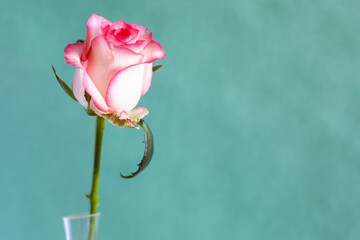 horizontal still-life with copyspace - single fresh white and red rose flower in glass vase with...