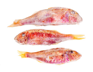 three frozen red mullet fish isolated on white background
