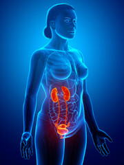 3d rendered, medically accurate illustration of the female highlighted kidneys and urinary system