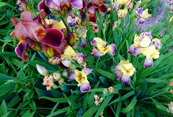 Street plants: a bright bouquet of purple yellow and bard irises