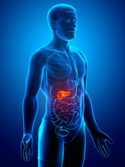 3d rendered, medically accurate illustration of a male pancreas