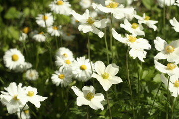 Macro shot: white flowers with a yellow center and daisies in the background