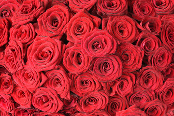 Background of natural red roses in dew drops.