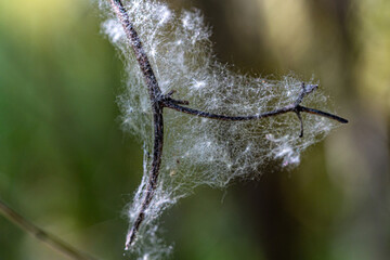 Macro photography, insects and plants in spring