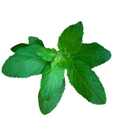 isolated mint,  green natural herb leaf.