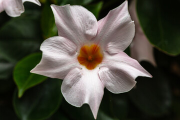 Closeup of  a white flower of the Rocktrumpet (Mandevilla Dipladenia) 