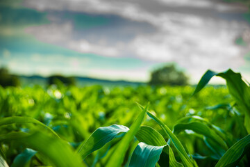 beautiful corn plant closeup with blurry cornfield and trees in the background