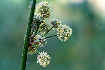 Macro photography, insects and plants in spring