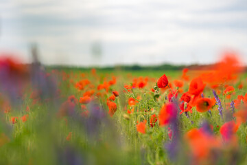 Field of red poppy flowers in summer