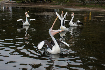 The Australian pelicans, Pelecanus conspicillatus on a water with open mouths waiting for the fish. Wallaga Lake, NSW, Australia.