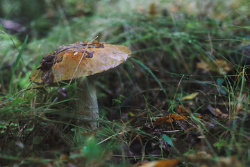 Fresh boletus mushrooms in the forest