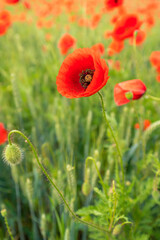 Field of red poppy flowers in summer