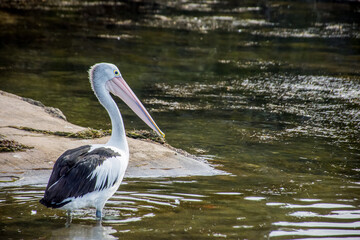 The Australian pelican, Pelecanus conspicillatus is a large waterbird in the family Pelecanidae, widespread on the inland and coastal waters of Australia, New Guinea, Fiji and parts of Indonesia.