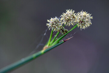 Macro photography, insects and plants in spring