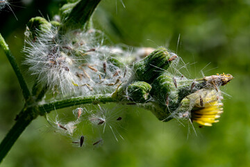 Macro photography, insects and plants in spring