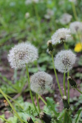 White dandelions on the meadow in spring time