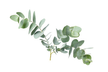 Eucalyptus plant branch isolated on white background