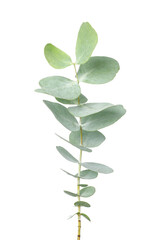 Obraz premium Eucalyptus plant branch isolated on white background
