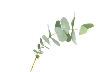 Obraz na płótnie Canvas Eucalyptus plant branch isolated on white background