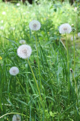 Smart, white dandelions on the green, fresh grass in spring season