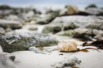 Shell in focus at rocks not focus background on the beach
