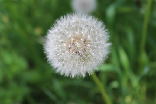 Picture in macro with white dandelion on green, grass background