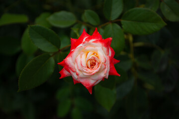 A mug shot of a bright red rose against summer green plants. Red rose on a flower bed top view