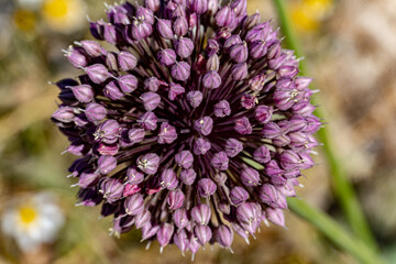 Macro photography, insects and plants in spring