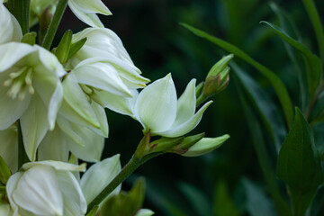 Obraz premium Amazing white Yucca flowers with green leaves background. Yuccas plant bush in the garden. Dark and moody spring summer backdrop. Low key colors natural bloossom greeting card.Floral banner copy space