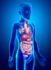 3d rendered medically accurate illustration of boy Digestive System