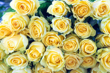 Rose flower background for design. Selective focus.