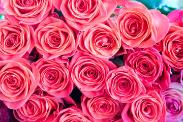 Rose flower background for design. Selective focus.