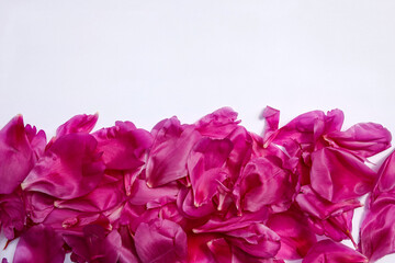 beautiful pink peony petals on white paper, copy space