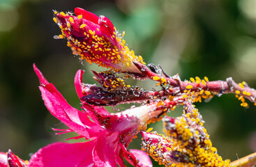 Macro photography, insects and plants in spring