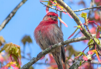 rose finch