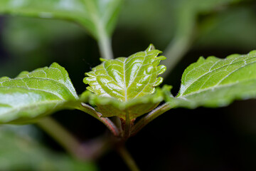 Macro photography, insects and plants in spring