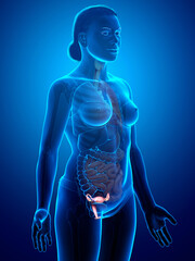 Naklejka premium 3d rendered medically accurate illustration of female uterus anatomy