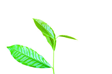 young leaf of Camellia sinensis (L.) Kuntze var. assamica (J.W. Mast.) Kitam tree is Herbs isolated on white background