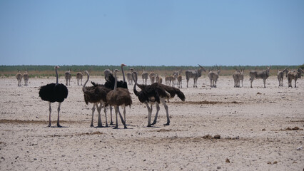 Fototapeta na wymiar Group of ostrich on a dry savanna
