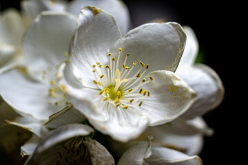 Macro photography, insects and plants in spring