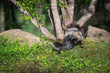 Adult Cross Fox (Vulpes vulpes) Disciplines Young Kit Summer