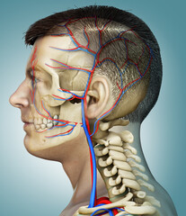 3d rendered medically accurate illustration of the male head circulatory and skeleton system