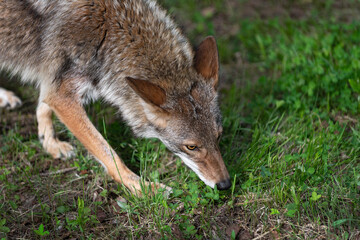 Naklejka na ściany i meble Close Up of Adult Coyote (Canis latrans) Sniffing Through Grass Summer