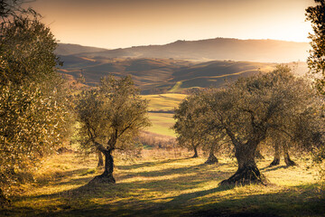 Olijfbomen in het prachtige landschap van Val d& 39 Orcia, Toscane, Italië.