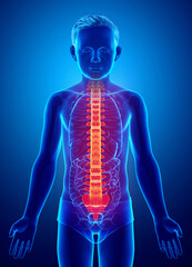 3d rendered medically accurate illustration of a high lighted spine