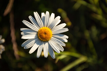 Fototapeta premium Camomile close-up view from above in a field in the evening sunlight. Beautiful summer natural background. White wildflowers in soft focus. Tenderness and grace. Blurred background.