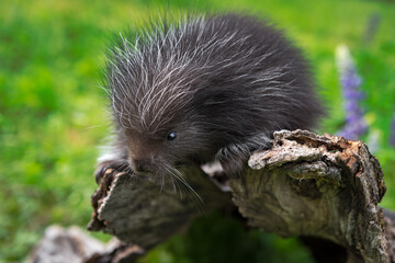 Porcupette (Erethizon dorsatum) Peers Over Side of Log Summer