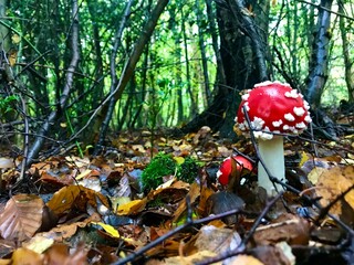 Toadstool