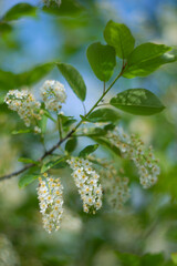 Spring flowering bird cherry on the blu blurred background. Selective focus.