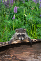 Raccoon (Procyon lotor) Hangs Over Side of Log With Lupine Behind Summer